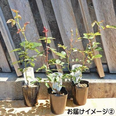 Amazon.co.jp: 【来年2027年お届け】 バラ 苗 バラ 新苗 つるバラ