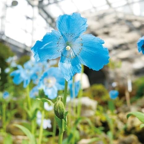Amazon 国華園 種 花たね ケシ ヒマラヤの青いケシ メコノプシス 1袋 10粒 第4種郵便 22年秋商品 花