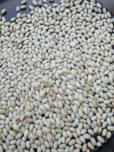 �َ��Y���X �V�� ��ʐ��܂� ���]�˂����� ��������Č��� �ߘa7�N�Y (3kg)