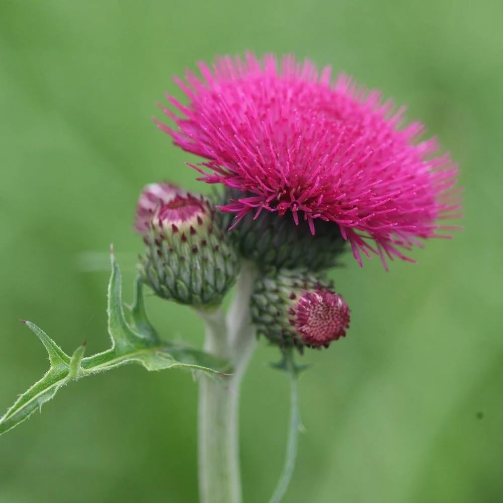 Plant Theory 9cm Pot Cirsium Rivulare Atropurpureum Brook Thistle Perennial