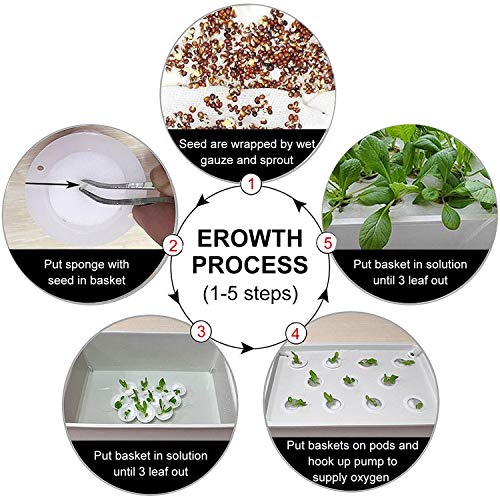 Homend Indoor Hydroponic Grow Kit with Bubble Stone, 11 Sites (Holes) Bucket, Air Pump, Sponges - Best Indoor Herb Garden - Grow Fast at Home - Image 6