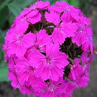 11.11hot Sale 100pcs/bag semi Dianthus barbatus Bonsai. Rare Perennial Flowers Seeds for Garden Plants Pot.Semillas of Flores. 5: Only Seeds