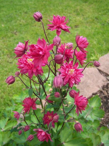 50 Clementine Red Double Columbine Aquilegia Vulgaris Flower Seeds #TOP1