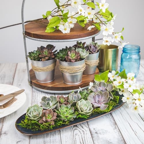 Live Succulents Plants Bulk Plant Tray (50 Pack), Indoor Houseplants, in Cactus and Succulent Soil Mix, Kit Gifts by for Pets, Black — view 9