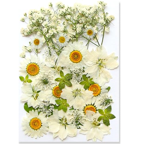 36Pcs Dried Pressed Flowers for Resin DIY Art Crafts Natural Dry Floral Daisy Epoxy Jewelry Real Rose Summer Decor Cakes Bookmarks Phone Cases Candles Handmade Soap White