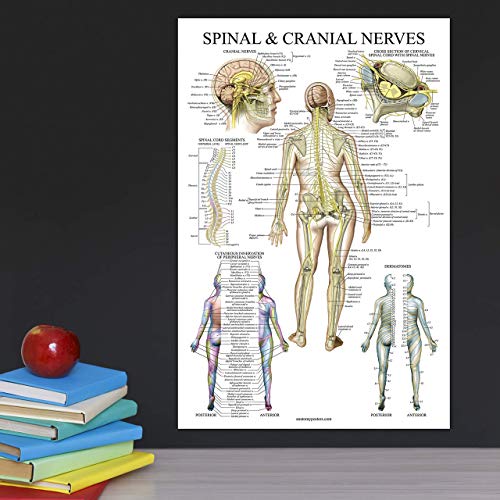 Palace Learning Spinal Nerves Anatomical Chart - Spine And Cranial Nervous System Anatomy Poster (With Dermatomes) (Laminated, 18 X 24) #TOP4