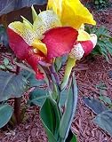 Alasines Indisches blumenrohr knollen,Atemberaubende Zierpflanzen,Indisches blumenrohr- canna winterhart-2 Rhizome,D