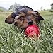 KONG Easy Treat für Hunde - No-Mess Hundeleckerli-Paste - Verwendung mit KONG Hundespielzeug - Leber - 236ml