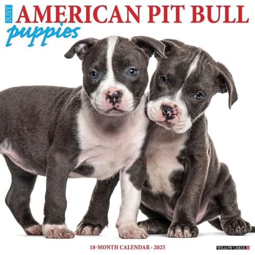 Just American Pit Bull Terrier Puppies 2025 12\" x 12\" Wall Calendar