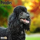 Poodles 2019 16 Month Wall Calendar 12 x 12 Inches