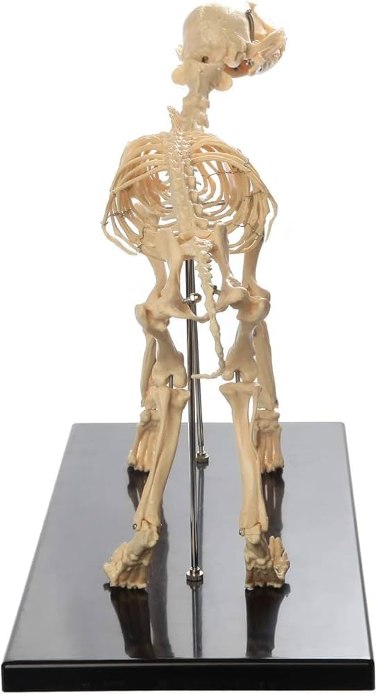Amazon.co.jp: 教育モデル、コーナースケルトンモデル、特大犬骨格標本