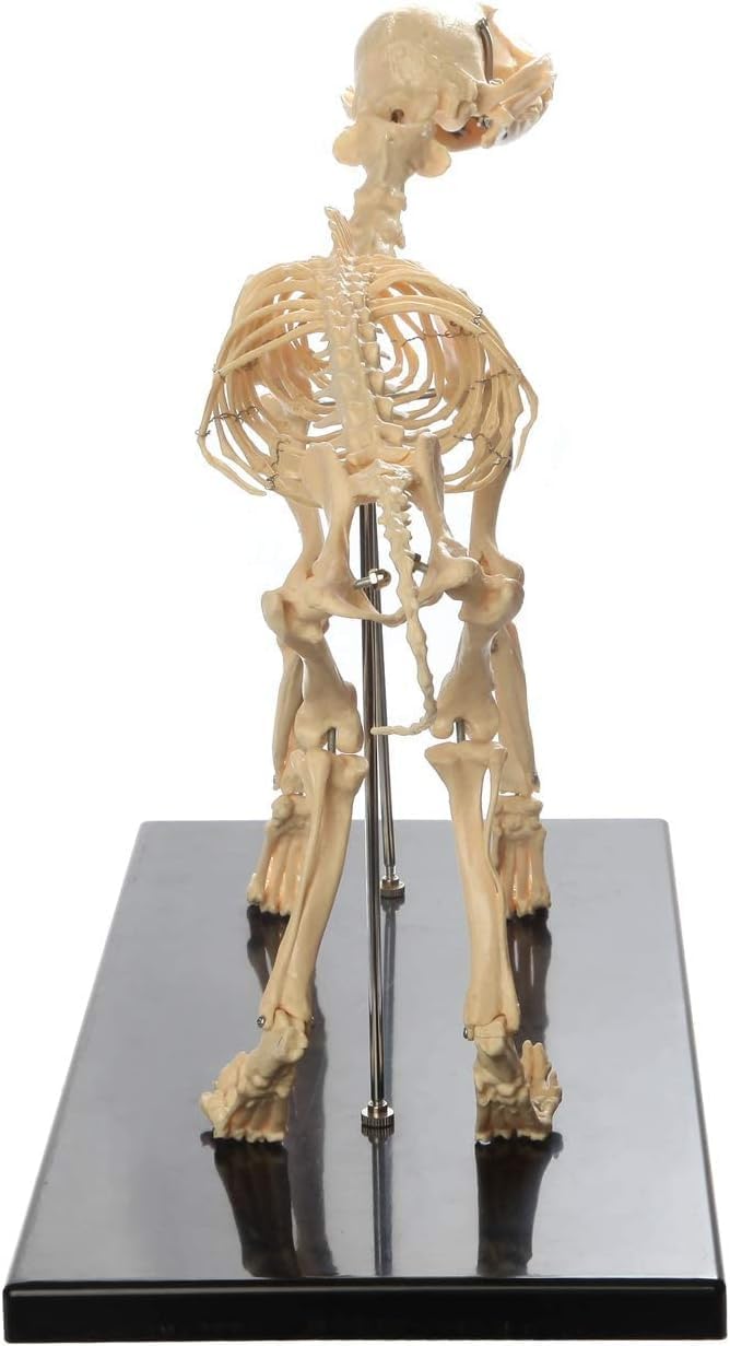 Amazon.co.jp: 教育モデル、コーナースケルトンモデル、特大犬骨格標本