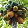 Papaya 5 Seeds
