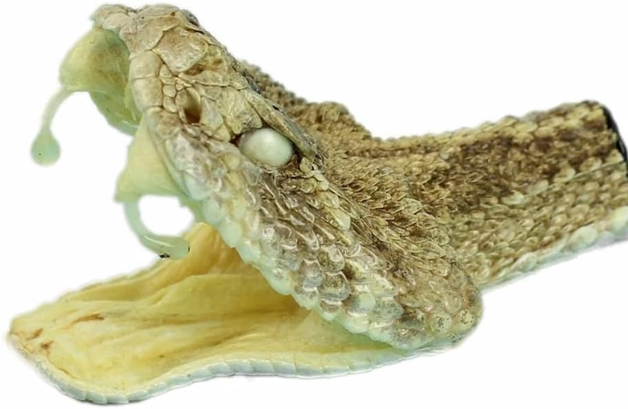 Real XL Western Diamond Back Rattlesnake Head Hide Skin Taxidermy - One Piece