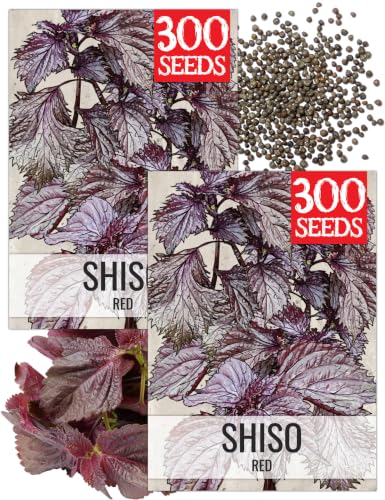 Seed Needs Red Shiso Seeds to Plant an Herb Garden - 2 Packs