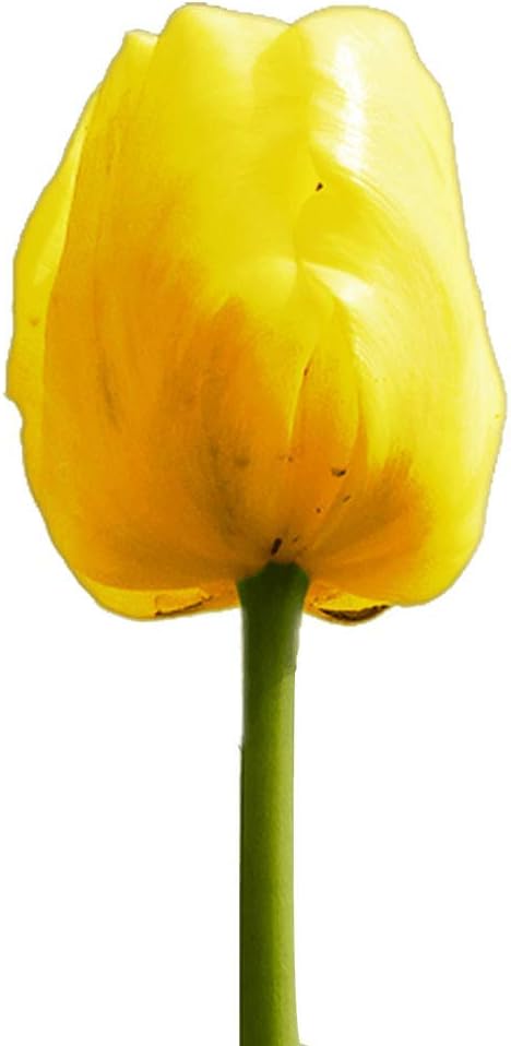 GlobalRose 120 Fresh Cut Yellow Tulip Flowers- Fresh Flowers For Birthdays, Weddings or Anniversary.