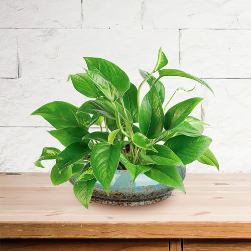 Bonsai-Schale Cabilock für Sukkulenten und Pflanzen in Keramik