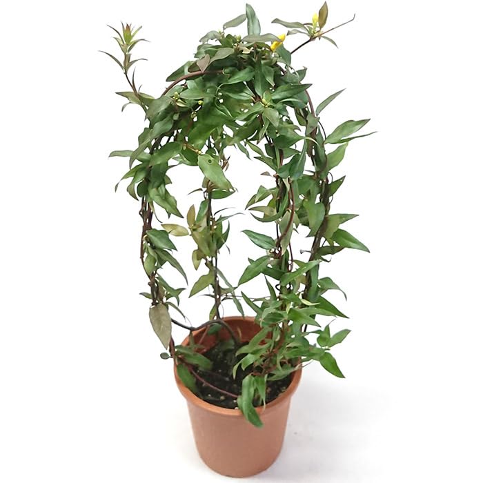 シャロンの花 Pont de Chalons（ポンデシャロン） SALE！ポンデシャロン フラワー