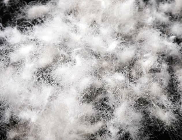 East Coast Bedding Polish Goose Down - Premium Bulk 850+ Fill Power, 8oz & 16oz Bags - Perfect for Crafts & Repairs