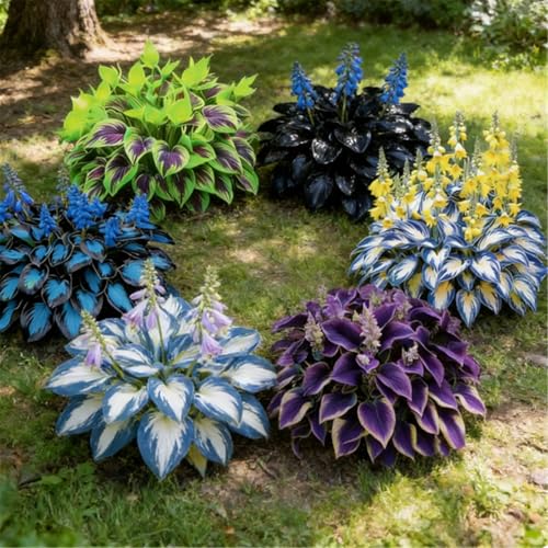 Hosta a radice libera - Facile da coltivare e trapiantare, tollerante alla siccità, perenne a crescita bassa-2 PIECE-H