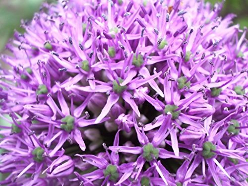 25 GIANT ALLIUM GLOBEMASTER Allium Giganteum Flower Seeds - Thumbnail 5