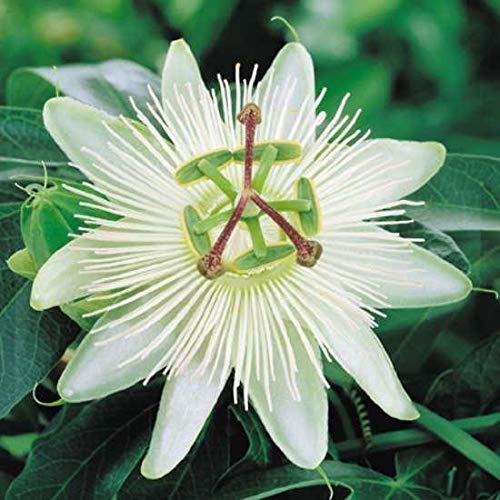 Passiflora caerula Constance Elliot Climber in a 16cm Pot. Passion Flower.