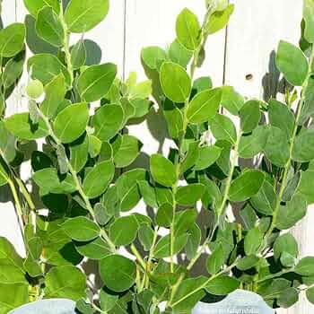 パールアカシア 苗 大型 180cm❗整った樹形 際立つシルバーリーフ パールアカシア 苗 希少大型 230cm❗整った樹形 綺麗なシルバー