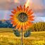 Sunflower-orange