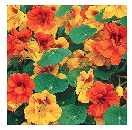 Tom Thumb Nasturtium Seeds
