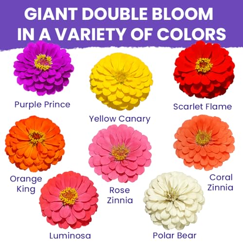 NatureZ Edge Zinnia Seeds for 2026 Planting Outdoors, Over 8250 Flower Seeds, 2 Oz, Non GMO Made in USA, Bulk Semillas De Flores para Sembrar, California Giants, Easy to Grow Zinnia Seed Mix by NatureZ Edge - Image 3