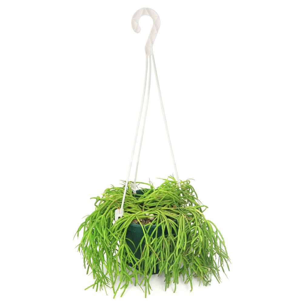 Amazon|【charm】(観葉植物)リプサリス カピリフォルミス 4 Amazon|【charm】(観葉植物)リプサリス カピリフォルミス 4