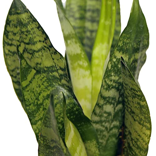 Live Sansevieria, Snake Plant, Houseplant Low Light, Mother's Day Gift, Office Gift Plant, Gardener Gift, Sympathy Gift, Birthday Gift For Women, Indoor Plant In 6" Wooden Gift Pot #TOP2