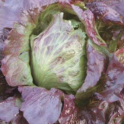 3 g de semillas de lechuga roja iceberg convencionales y orgánicas