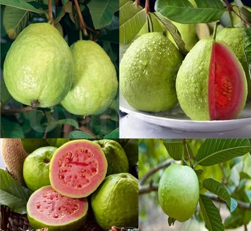Image of Guava Super Kiran Thai 5 Amrood Variety Fruit (Air Layering /Grafted) Plants & Tree(1.5-3 Feet Size),CF SG33