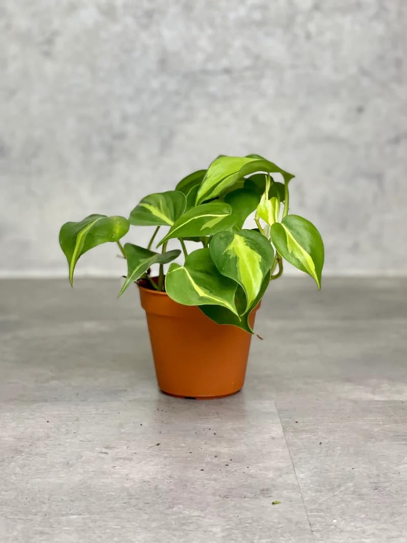 Plante Boys Philodendron Brasil Oxycardium Variegated Live Plant with Pot (B0CPQ8LDJP) Amazon Price History, Amazon Price Tracker