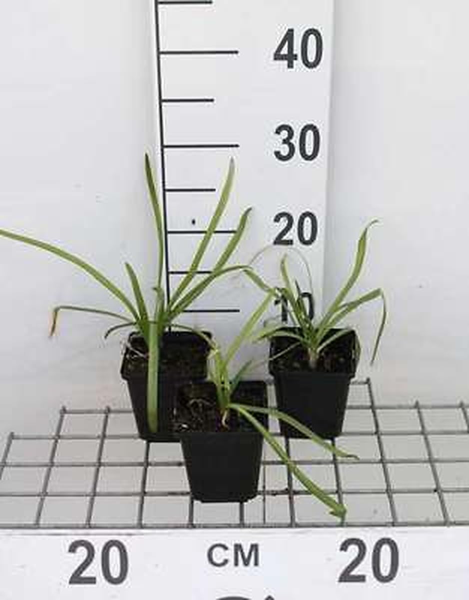 6x Lys africain - Agapanthus afr. 'Blue Giant' | 9x9 cm pot