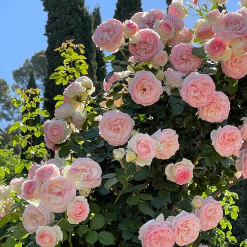 600+ Mix Climbing Rose Seeds for Planting Pink Climbing Rose Seeds Rosa Bush Vine Non-GMO Heirloom Flowers Outdoor Indoor Garden