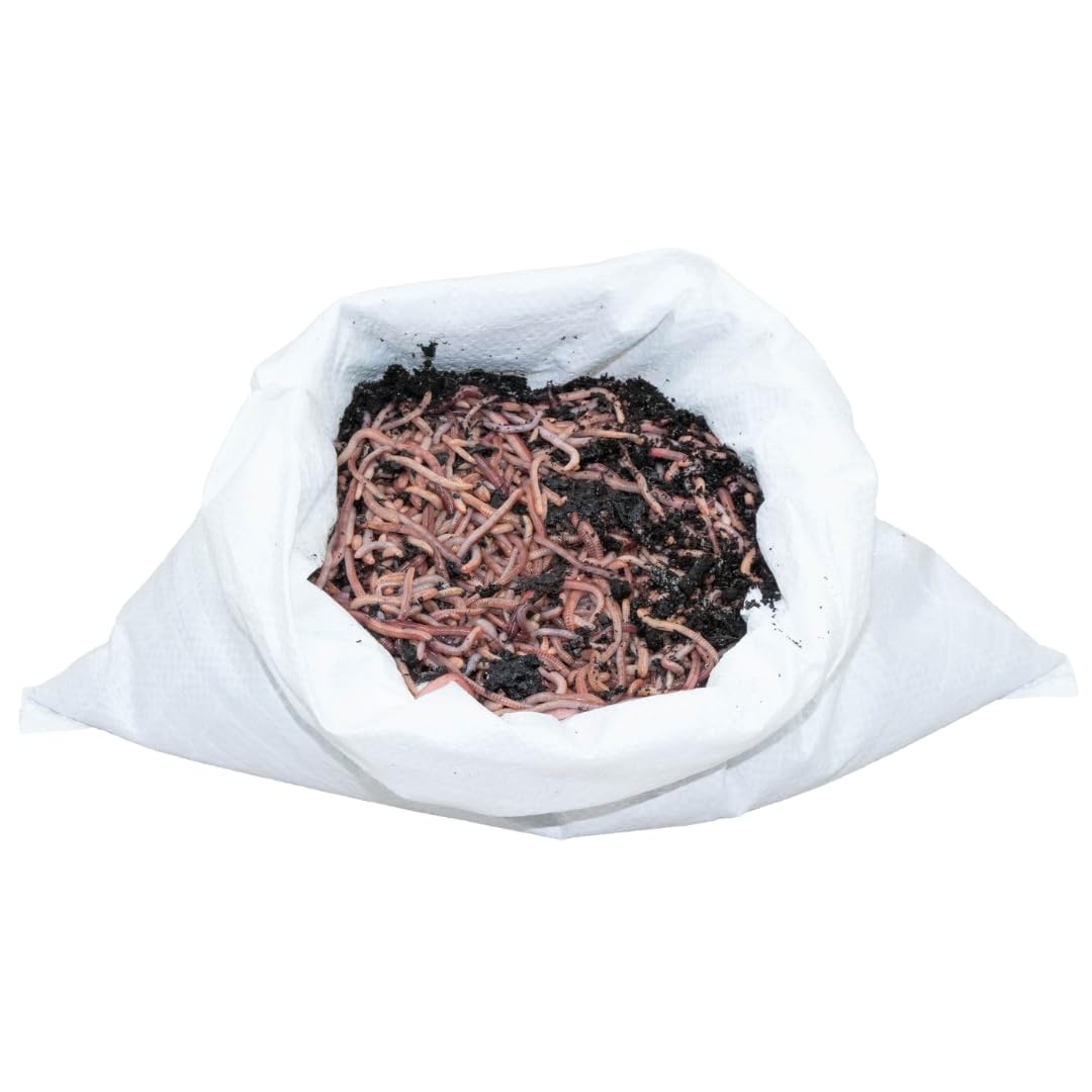 SUPERWURM 1 kg Gartenwürmer - für 100 m² Fläche - Bodenverbesserer - Die einfachste und natürlichste Methode Ihren Gartenboden auf zu lockern und zu durchlüften - Lehmboden auflockern