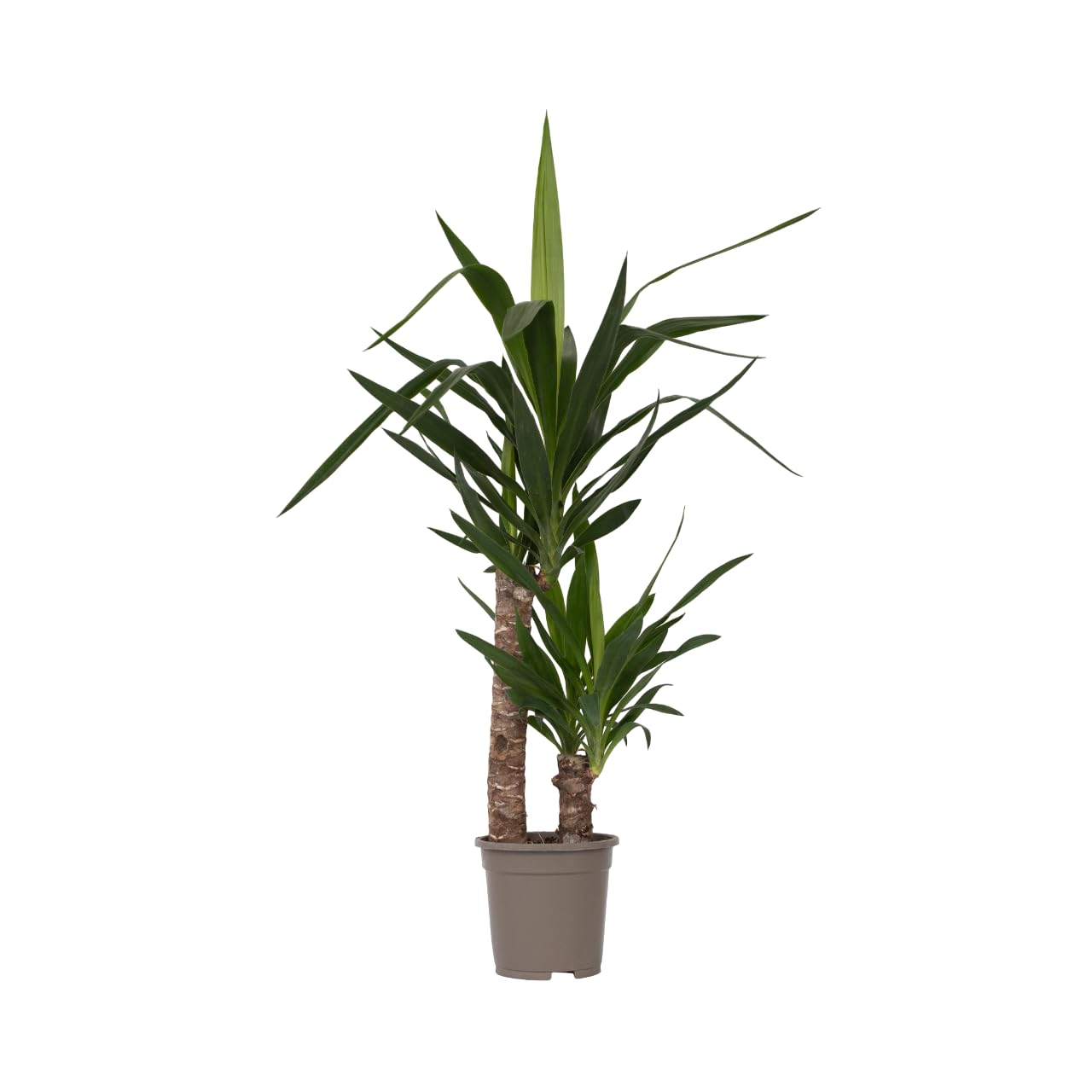 Plant in a Box - Yucca Éléphantipes - Plante d'intérieur - Pied d'éléphant - Pot 17cm - Hauteur 70-80cm