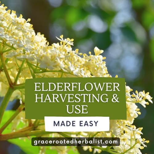 Elderflower Harvesting and Use Made Easy