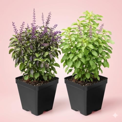 Image of Rama & Shyama Tulsi Live Plant Combo (Pack of 2) - Ayurvedic Holy Basil Plants with Pots | Small Size for Home Garden, Indoor Outdoor & Pooja Use