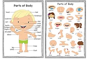 Whole Body Listening Poster: A4 Educational Posters For Preschoolers And Classrooms -...