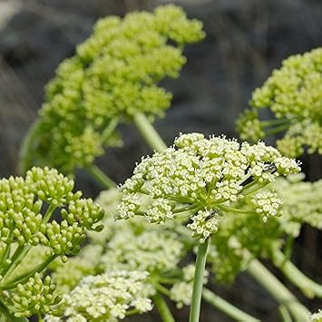 Samphire Crithmum maritimum - Grow Now or Store for Future Planting - Capsule of 10 Seeds