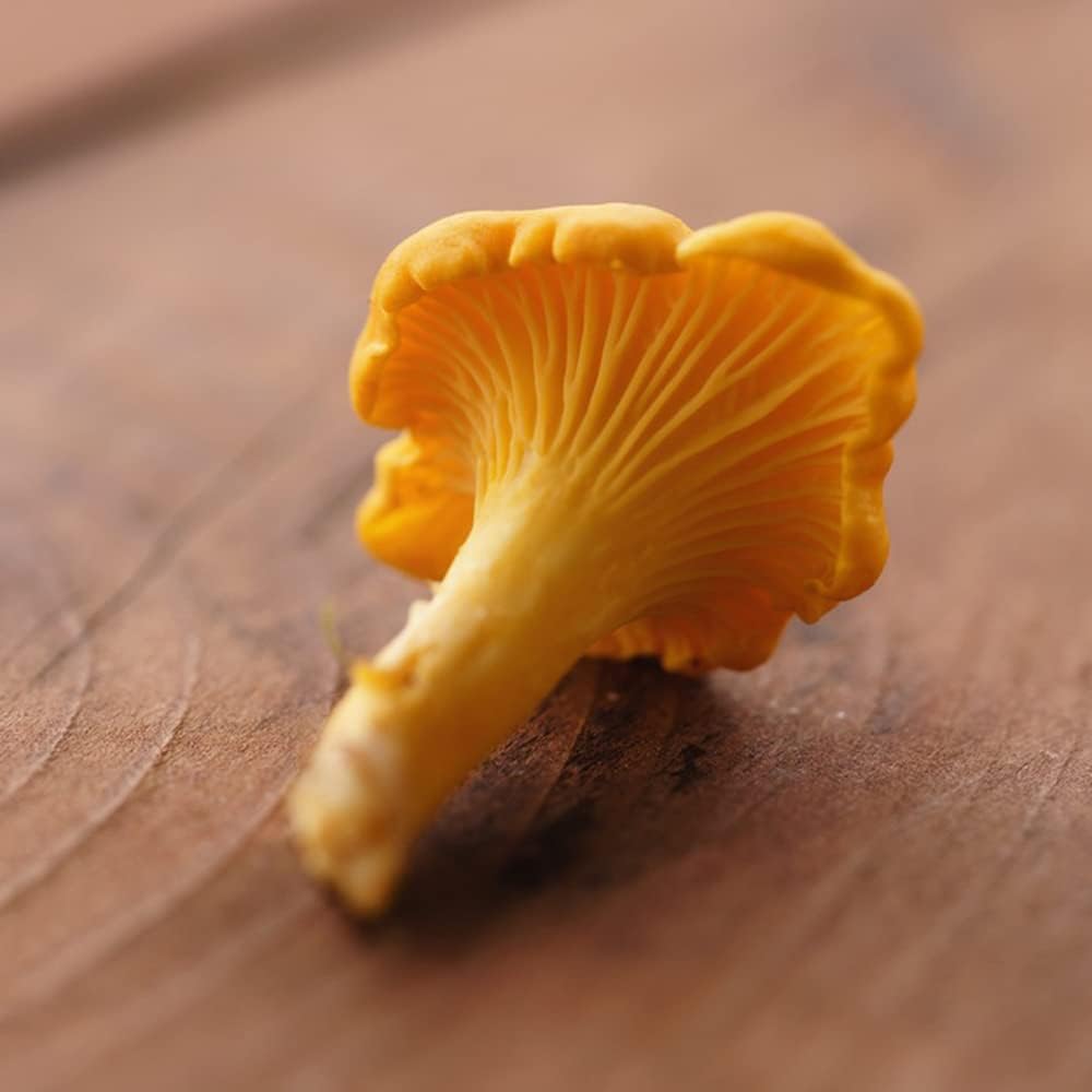 Pfifferlinge Selber Züchten, Pilzzucht Pfifferlinge, Saatgut Gemüse Garten, Gemüse Pflanzen