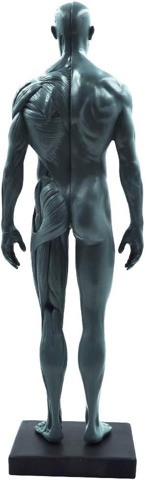 11inch Male Human Body Musculoskeletal Anatomical Model CG Painting Sculpture Teaching Reference Tools (Pu)
