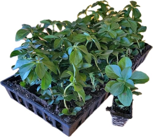 Pachysandra Terminalis Hardy Groundcover 50 Plants 2' Peat Pots