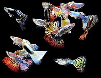 WorldwideTropicals Live Freshwater Aquarium Fish - (5) 5-Pack of Mixed Color Male Guppies - 5 of Mixed Color Male Guppies Live Tropical Fish - Great for Aquariums - Populate Your Fish Tank!