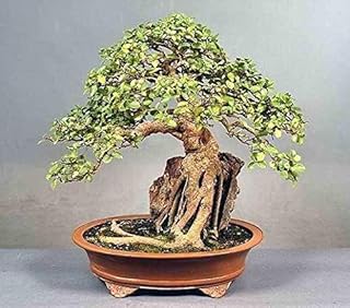 Amazon In 1 000 5 000 Ornamental Shade Trees Outdoor