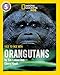 Face to Face with Orangutans: Level 5 (National Geographic Readers)