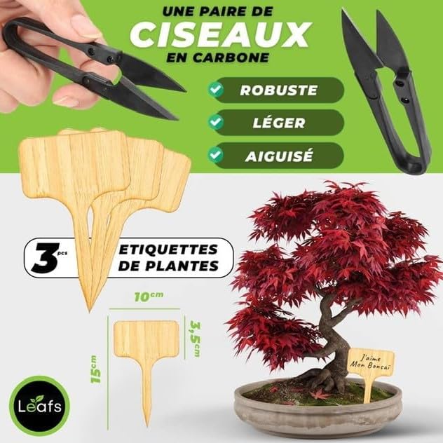 Kit Bonsai Plantation Coffret Cadeau Original Homme Femme Graines Glysines Pin Copalme Plantes Intérieur Extérieur